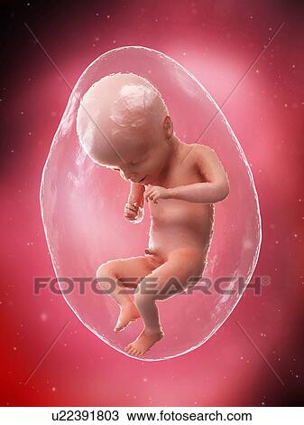 Foetus at week 21, illustration View Large Photo Image Stock Image - Foetus at week 21, illustration. Fotosearch
