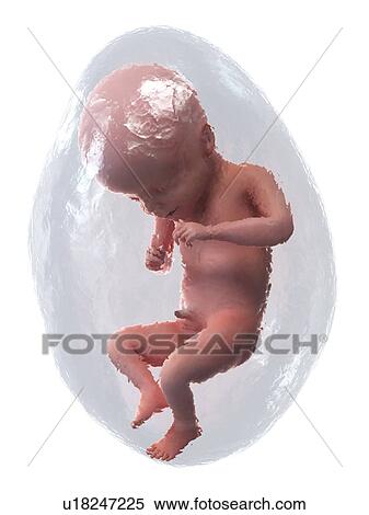 Stock Photography - Foetus at week 21, illustration. Fotosearch
