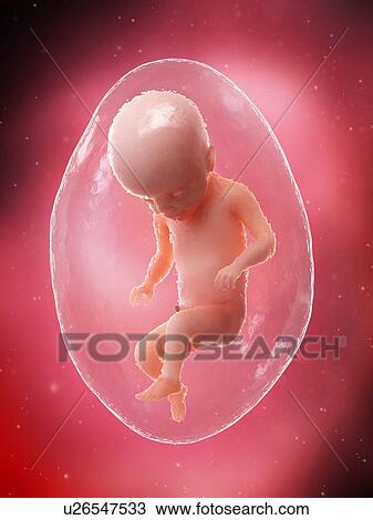 Foetus at week 22, illustration View Large Photo Image Stock Image - Foetus at week 22, illustration. Fotosearch