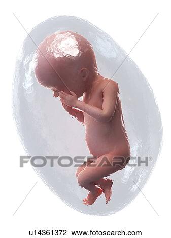Stock Image - Foetus at week 23, illustration. Fotosearch
