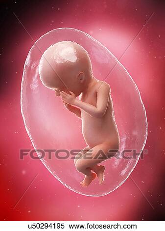 Stock Photography - Foetus at week 23, illustration. Fotosearch