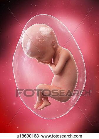 Foetus at week 24, illustration View Large Photo Image Stock Photo - Foetus at week 24, illustration. Fotosearch