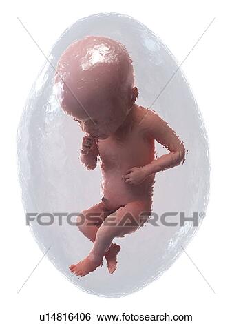 Stock Photograph - Foetus at week 25, illustration. Fotosearch
