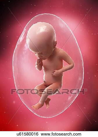 Stock Photograph - Foetus at week 25, illustration. Fotosearch