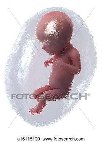 Stock Image - Foetus at week 26, illustration. Fotosearch