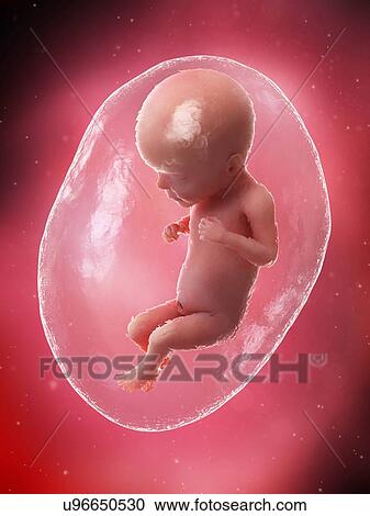 Stock Image - Foetus at week 26, illustration. Fotosearch