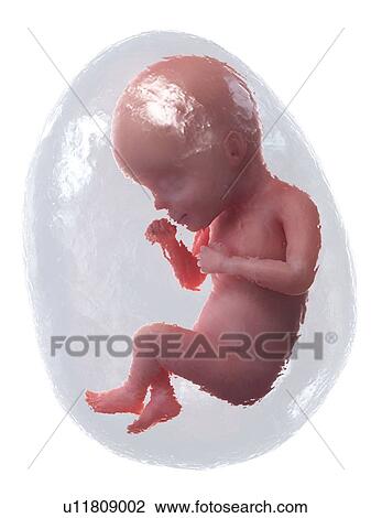Foetus at week 27, illustration View Large Photo Image Stock Image - Foetus at week 27, illustration. Fotosearch