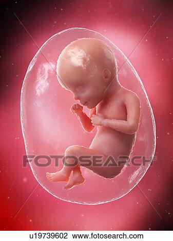 Foetus at week 27, illustration View Large Photo Image Stock Image - Foetus at week 27, illustration. Fotosearch