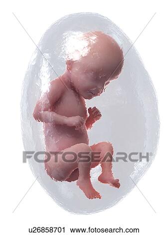 Foetus at week 28, illustration View Large Photo Image Stock Image - Foetus at week 28, illustration. Fotosearch