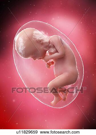 Stock Photo - Foetus at week 28, illustration. Fotosearch