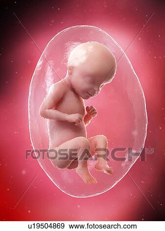 Stock Photo - Foetus at week 29, illustration. Fotosearch