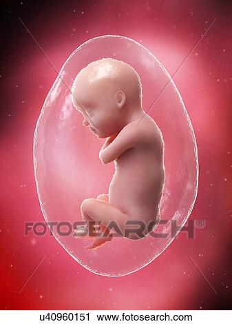 Foetus at week 30, illustration View Large Photo Image Stock Image - Foetus at week 30, illustration. Fotosearch