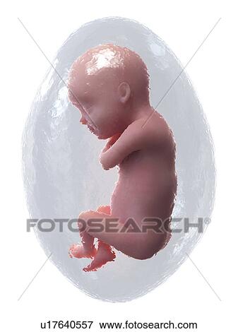 Foetus at week 30, illustration View Large Photo Image Stock Photo - Foetus at week 30, illustration. Fotosearch