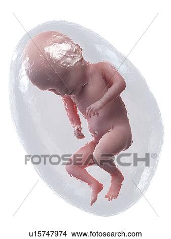 Picture - Foetus at week 31, illustration. Fotosearch
