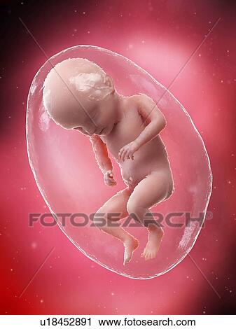Stock Image - Foetus at week 31, illustration. Fotosearch