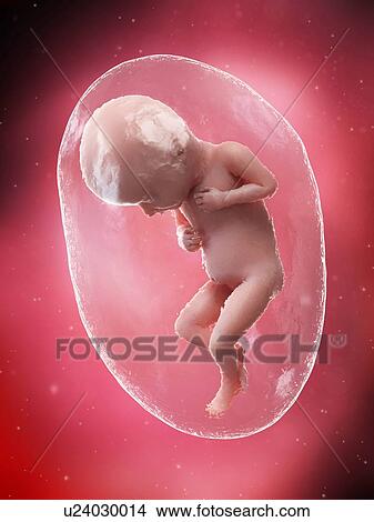 Foetus at week 32, illustration View Large Photo Image Picture - Foetus at week 32, illustration. Fotosearch