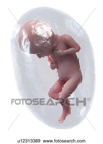 Stock Photo - Foetus at week 32, illustration. Fotosearch