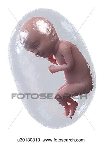Stock Image - Foetus at week 33, illustration. Fotosearch
