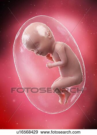 Foetus at week 33, illustration View Large Photo Image Stock Photo - Foetus at week 33, illustration. Fotosearch