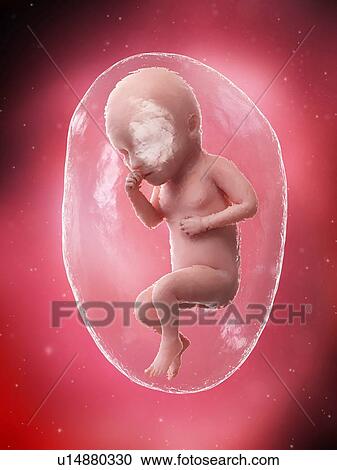 Stock Image - Foetus at week 34, illustration. Fotosearch