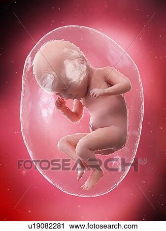 Foetus at week 35, illustration View Large Photo Image Stock Image - Foetus at week 35, illustration. Fotosearch
