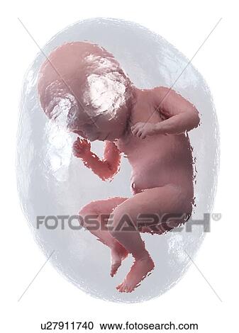 Stock Image - Foetus at week 35, illustration. Fotosearch