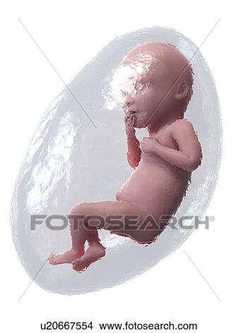 Foetus at week 36, illustration View Large Photo Image Picture - Foetus at week 36, illustration. Fotosearch