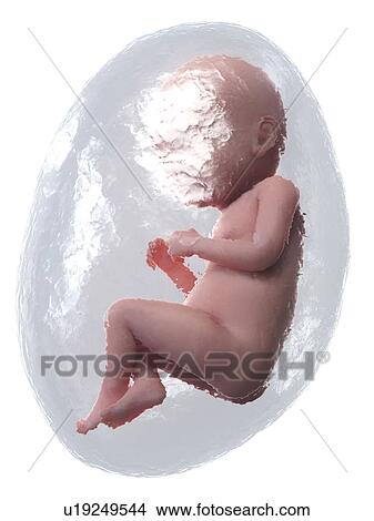 Foetus at week 37, illustration View Large Photo Image Picture - Foetus at week 37, illustration. Fotosearch
