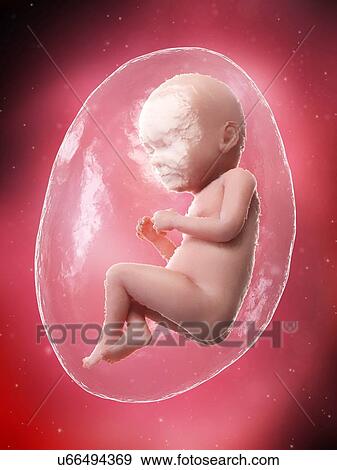 Foetus at week 37, illustration View Large Photo Image Stock Photo - Foetus at week 37, illustration. Fotosearch