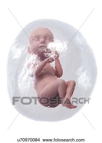 Foetus at week 38, illustration View Large Photo Image Picture - Foetus at week 38, illustration. Fotosearch