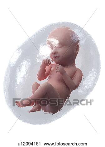 Stock Image - Foetus at week 39, illustration. Fotosearch