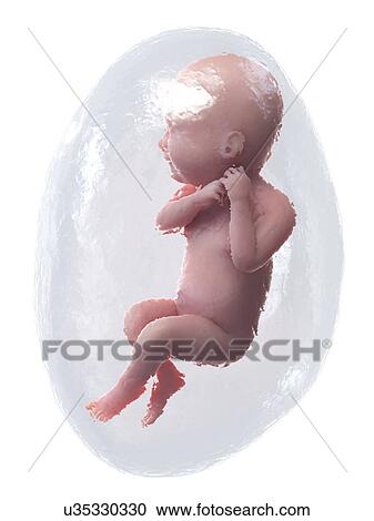 Stock Image - Foetus at week 40, illustration. Fotosearch