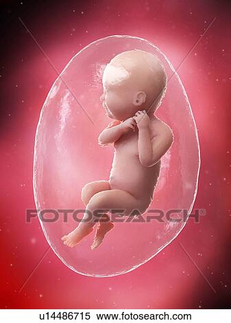 Stock Photography - Foetus at week 40, illustration. Fotosearch