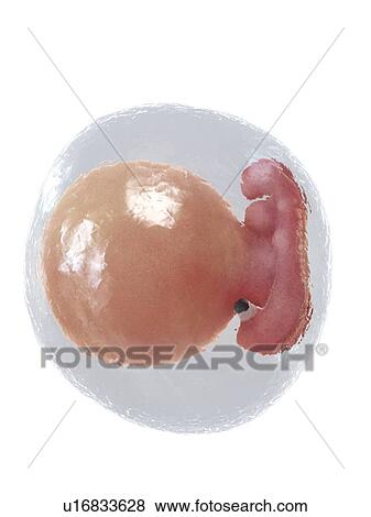 Stock Photo - Foetus at week 5, illustration. Fotosearch