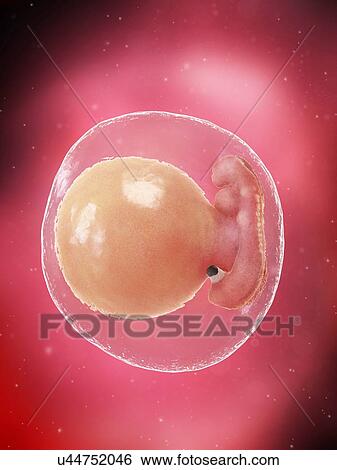 Stock Photograph - Foetus at week 5, illustration. Fotosearch