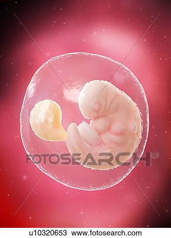 Stock Image - Foetus at week 6, illustration. Fotosearch