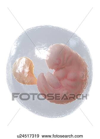 Foetus at week 6, illustration View Large Photo Image Stock Photo - Foetus at week 6, illustration. Fotosearch