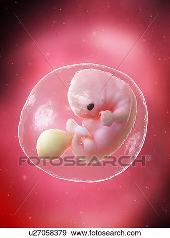 Stock Photo - Foetus at week 7, illustration. Fotosearch