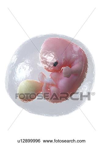 Stock Photograph - Foetus at week 7, illustration. Fotosearch