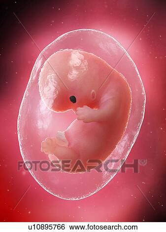 Stock Photograph - Foetus at week 8, illustration. Fotosearch