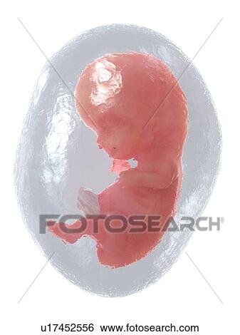 Stock Photograph - Foetus at week 9, illustration. Fotosearch
