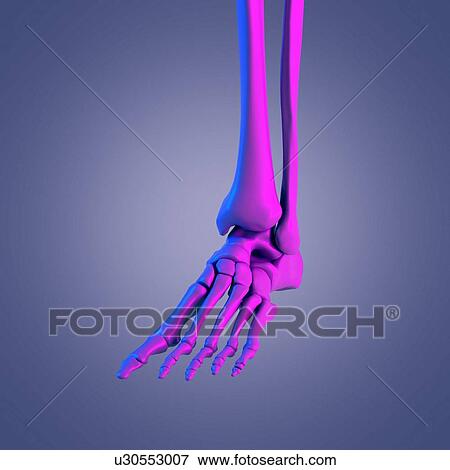 Foot bone, illustration View Large Photo Image Stock Photo - Foot bone, illustration. Fotosearch