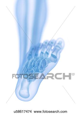 Picture - Foot bones, illustration. Fotosearch