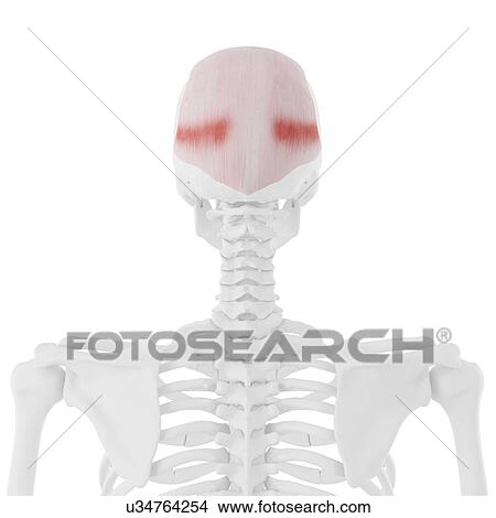 Picture - Frontalis muscle, computer illustration.. Fotosearch