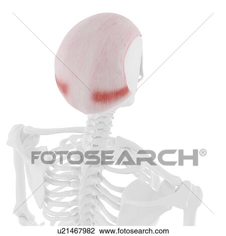 Stock Image - Frontalis muscle, computer illustration.. Fotosearch