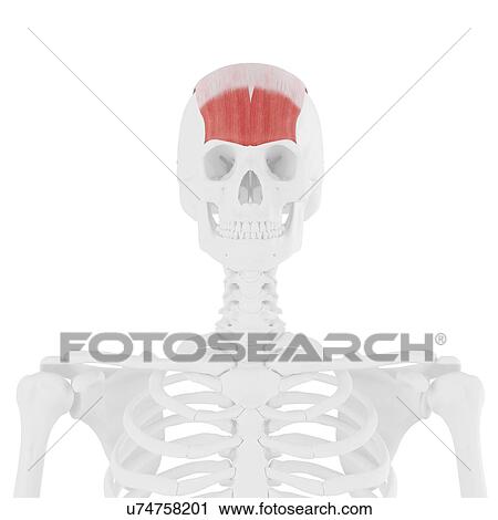 Stock Image - Frontalis muscle, computer illustration.. Fotosearch