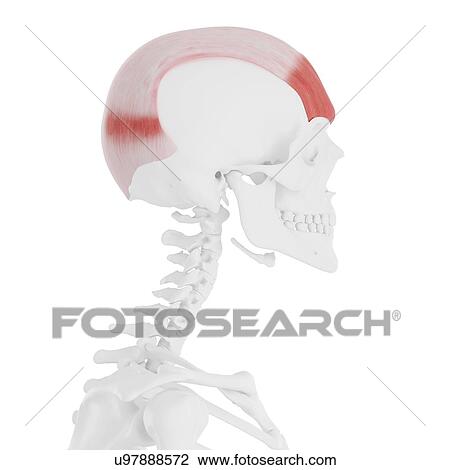 Stock Image - Frontalis muscle, computer illustration.. Fotosearch