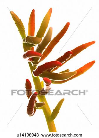 Stock Image - Fusarium fungus, computer illustration.. Fotosearch