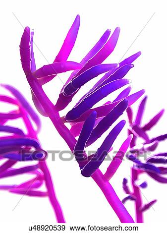 Fusarium fungus, computer illustration. View Large Photo Image Stock Photo - Fusarium fungus, computer illustration.. Fotosearch