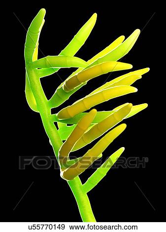 Fusarium fungus, computer illustration. View Large Photo Image Stock Photo - Fusarium fungus, computer illustration.. Fotosearch